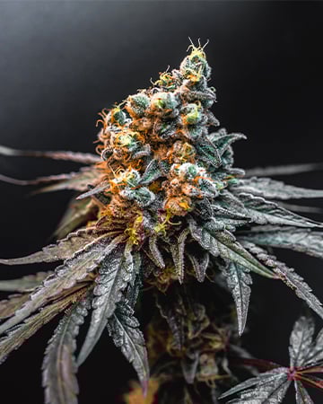 Buy Darth Vader OG