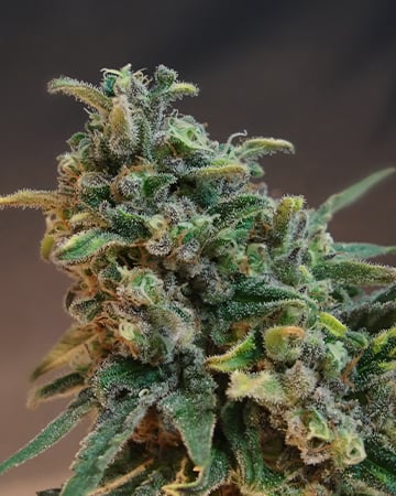Buy Kandy Kush Auto