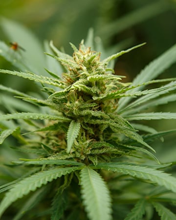 Buy Strawberry Haze Auto