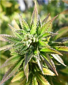 Buy Vanilla Kush