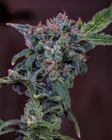 Buy Blue God Strain