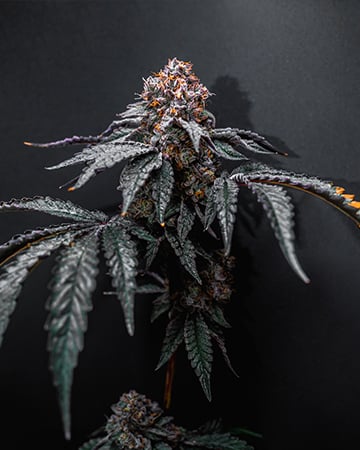 Buy Darth Vader OG