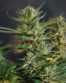 Buy Kandy Kush Auto