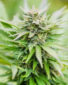 Buy Strawberry Haze Auto
