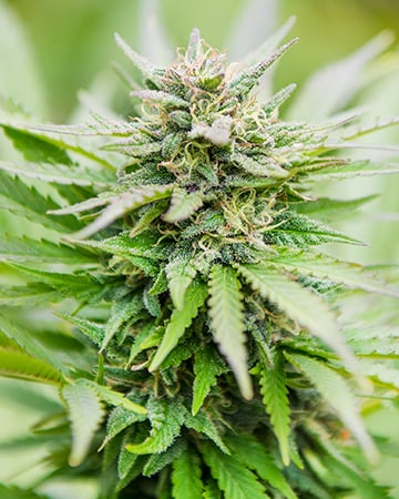 Buy Strawberry Haze Auto