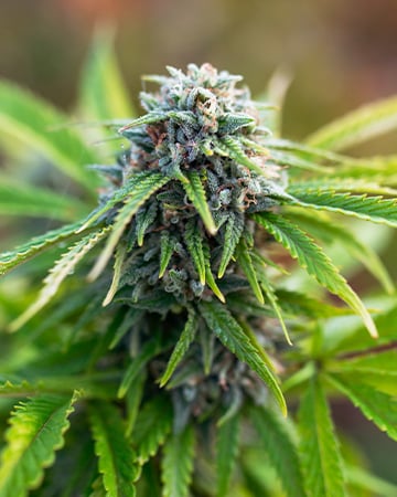 Buy Tangerine Kush Auto