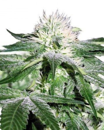 Buy Vanilla Kush