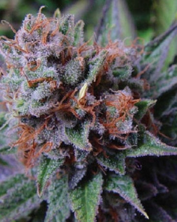 Buy Strawberry Cheesecake