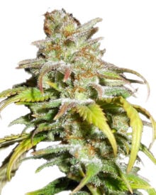 Buy Venom OG Seeds