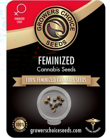 Buy Deadhead OG