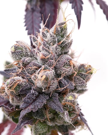 Buy Corleone Kush Auto