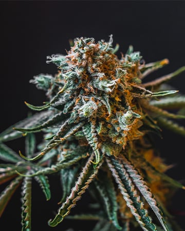 Buy Deadhead OG