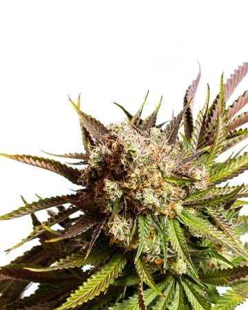 Buy Dragon's Breath Auto