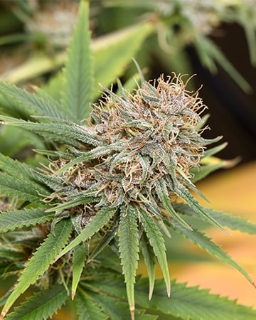 Buy Hash Plant Auto