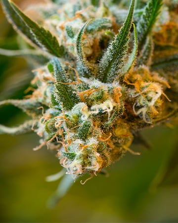 Buy Jamaican Dream Auto