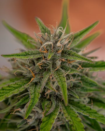 Buy Quantum Kush Auto
