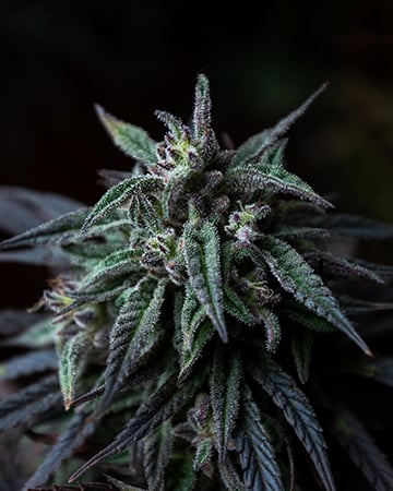 Buy THC Bomb Auto