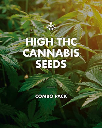Buy High THC Combo Pack