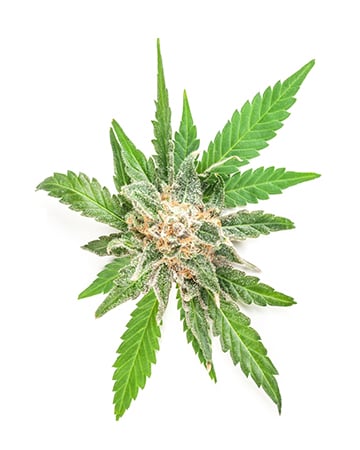 Buy Bruce Banner #3 Auto