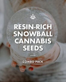 Buy Resin-Rich Snow ball Weed Combo Pack