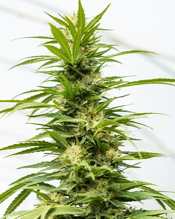 Buy Bruce Banner #3 Auto