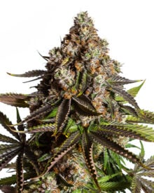 Shop-Premium-Cannabis-Dragon’s-Breath-Autoflowering-Cannabis-Seeds