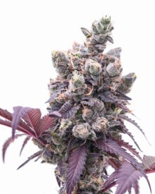 Corleone Kush Marijuana Seeds