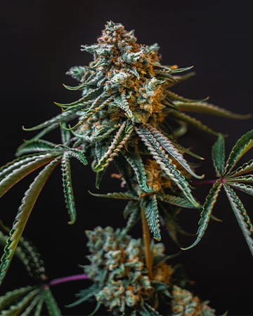 Buy Deadhead OG