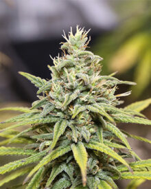 Buy Hash Plant Auto