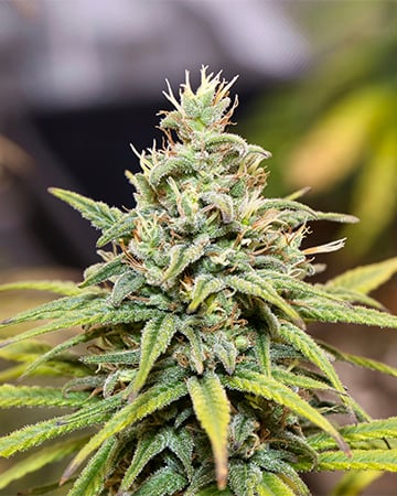 Buy Hash Plant Auto