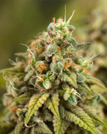 Buy Jamaican Dream Auto