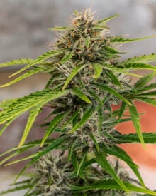 Buy Quantum Kush Auto