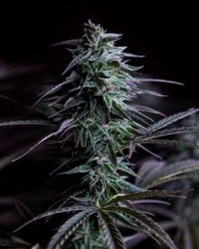 Buy THC Bomb Auto