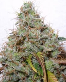 Buy White Berry