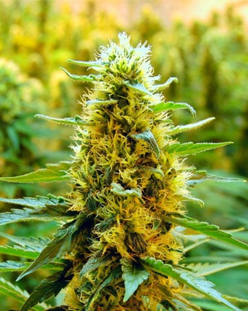 Buy California Orange Auto