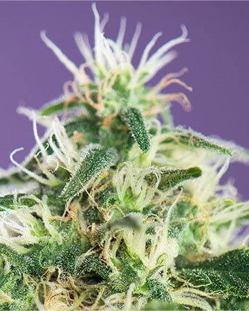 Buy Grapefruit Kush