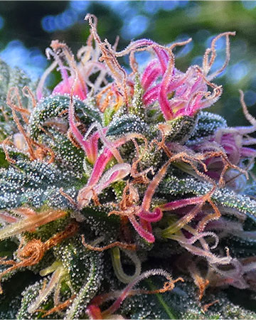 Buy Purple Diesel