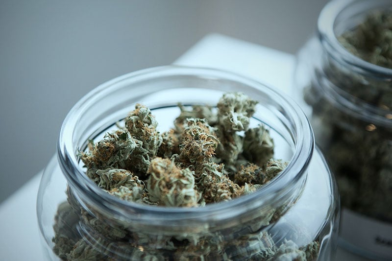high yield cannabis strains high in thc