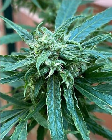 Buy Resin-Rich Snow ball Weed Combo Pack