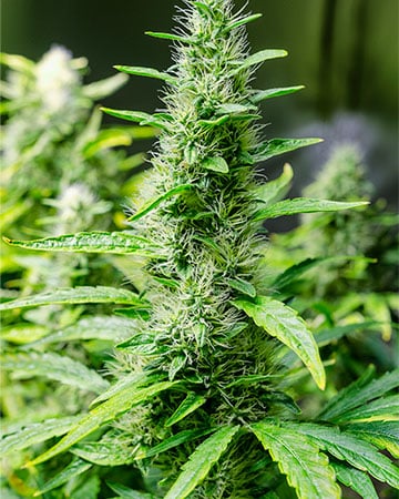 Buy Grapefruit Kush