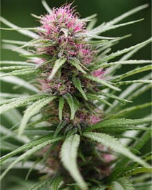 Buy Purple Diesel