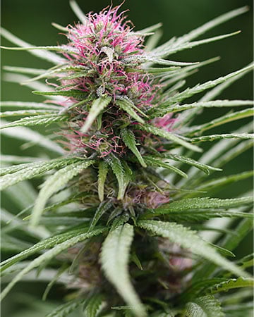 Buy Purple Diesel