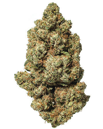 Buy Venom OG Seeds
