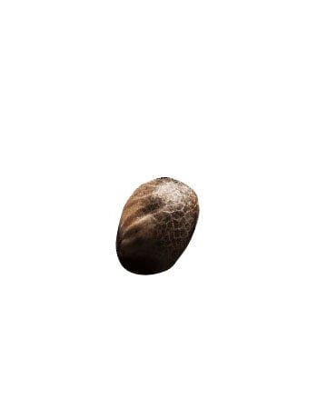 buy Canna-Tsu Kush Feminized Cannabis Seed