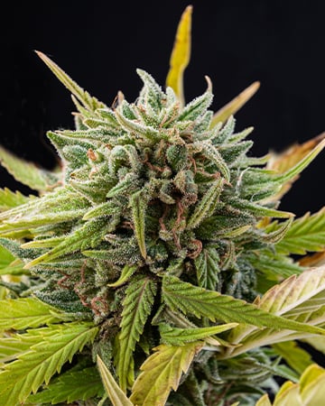 Buy Blueberry Skunk