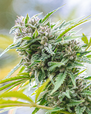 Buy Raspberry Cough Auto