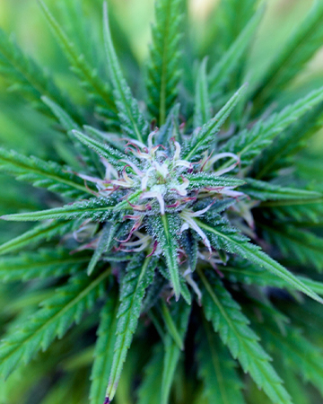Buy Tangerine Haze Auto