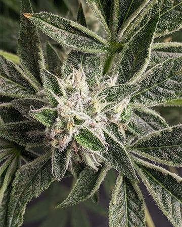 Buy Violator Kush Auto