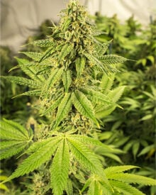Buy Ghost OG