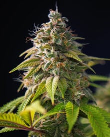 Buy Blueberry Skunk
